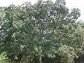 Terminalia Chebula